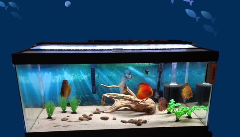 How to Clean Fish Tank