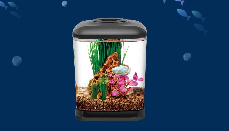 how to set up betta tank