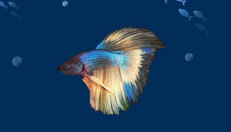 paradise betta fish