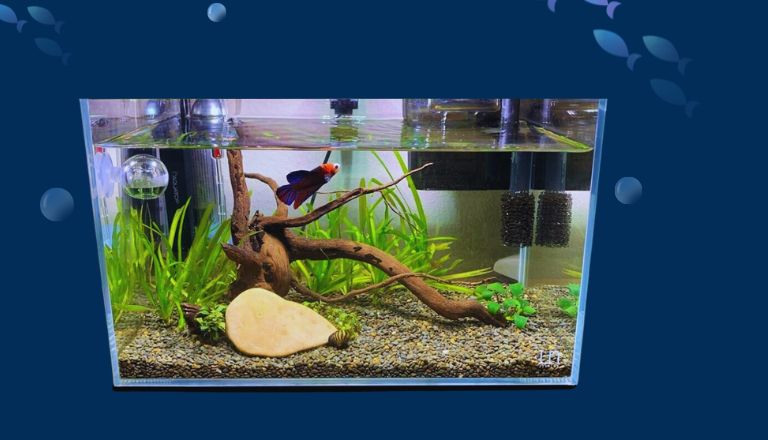 setting up a betta tank