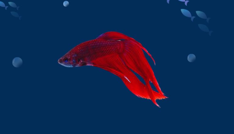 veiltail betta lifespan