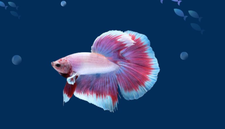 Betta Fish Lifespan