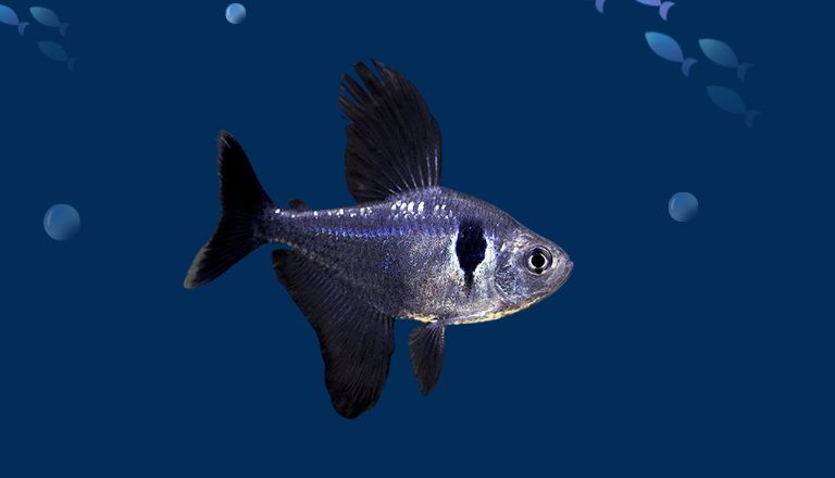 Black Phantom Tetra