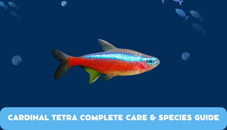 Cardinal Tetra