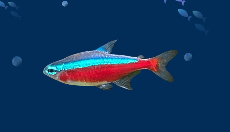 Cardinal Tetra