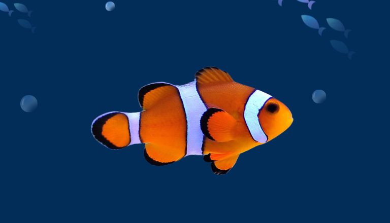 Clown fish