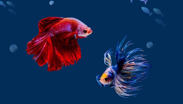 How Long Do Betta Fish Live