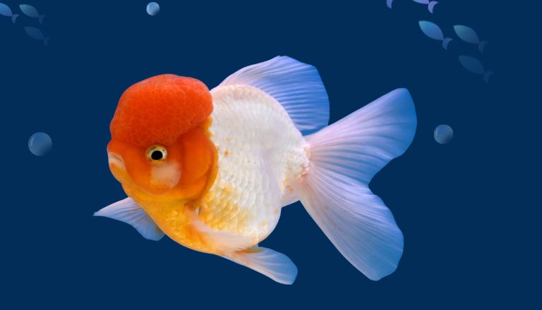 How Long Do Goldfish Live
