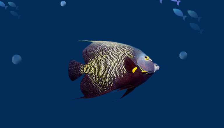 most beautiful fish for aquarium