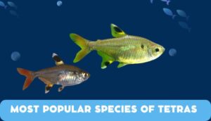 Tetra Fish Types