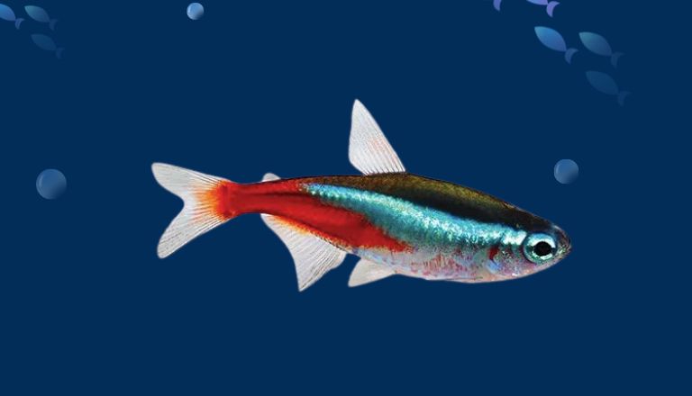 Neon Tetra