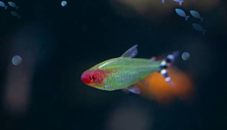 Rummy Nose Tetra