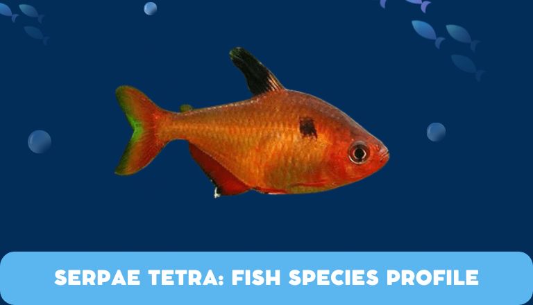 Serpae Tetra