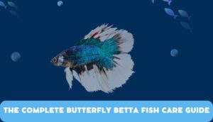 Butterfly Betta Fish
