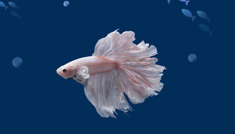 Betta Fish Lifespan in Tank