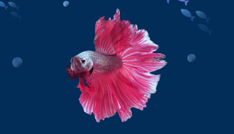 Betta Lifespan