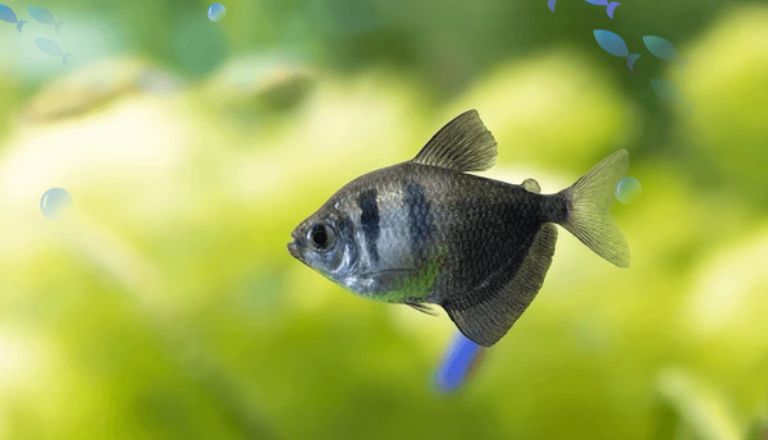 black tetra