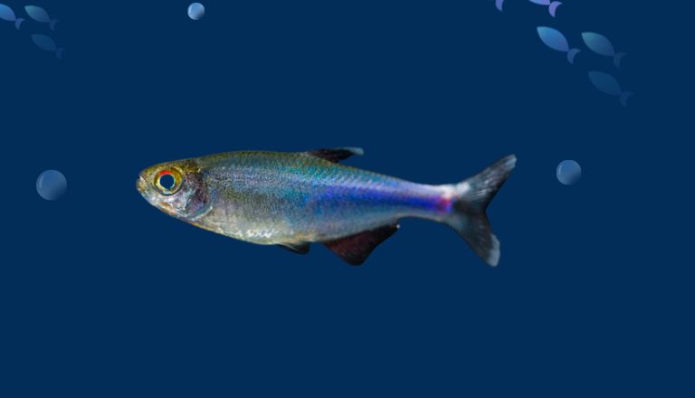 blue cochu tetra