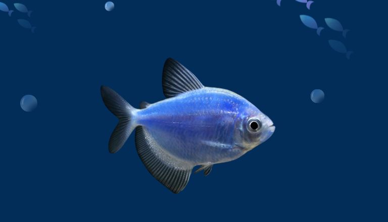 blue king tetra