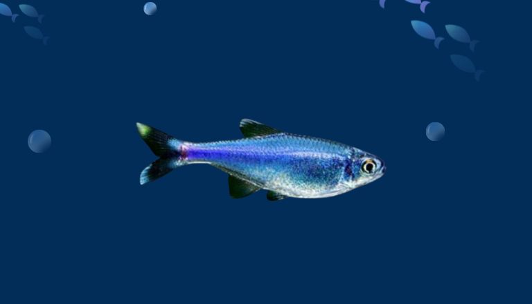 Blue Tetra fish