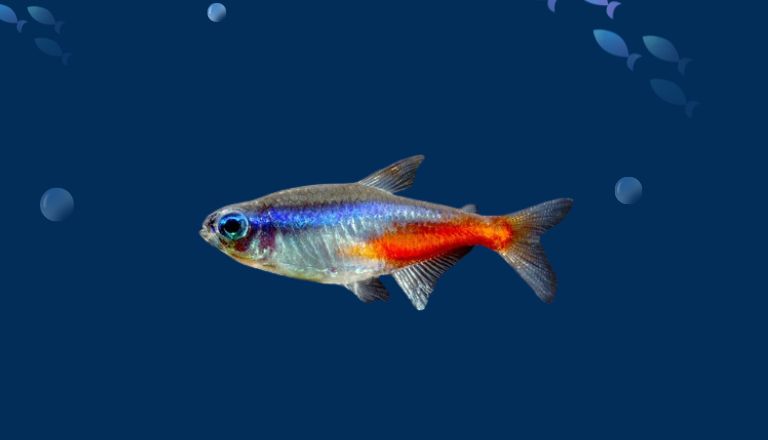 Cardinal Tetra care