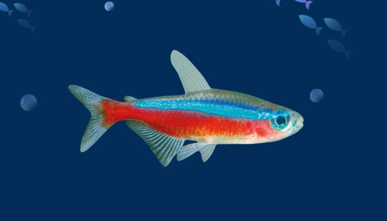 Cardinal Tetra Fish