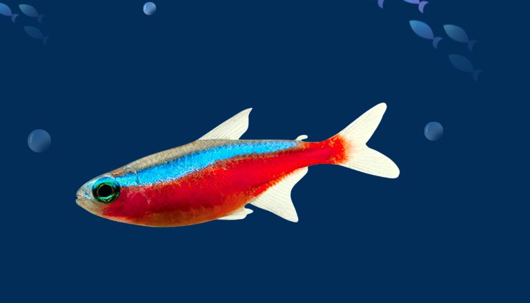 Cardinal Tetra Size