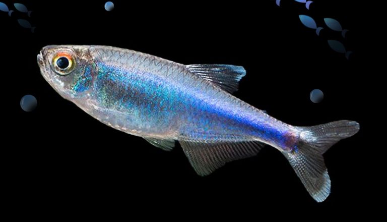 cochus blue tetra