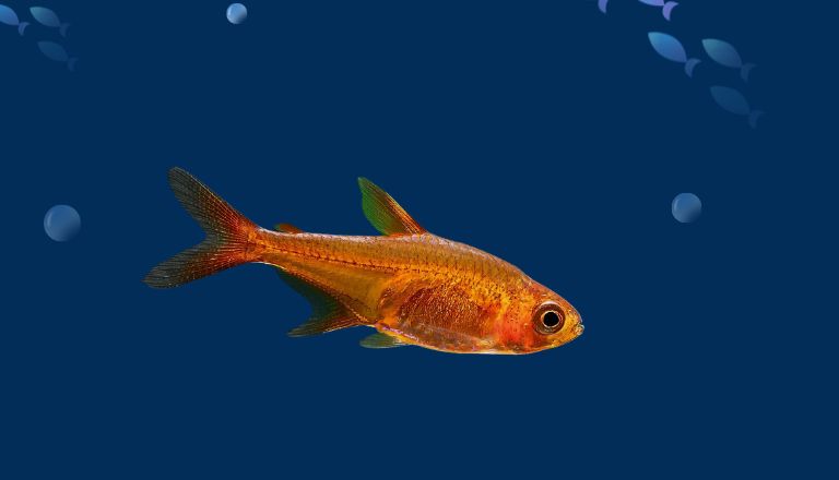 Ember Tetra Size