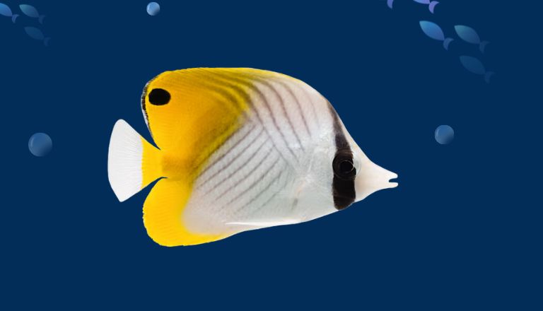 fancy beautiful aquarium fish