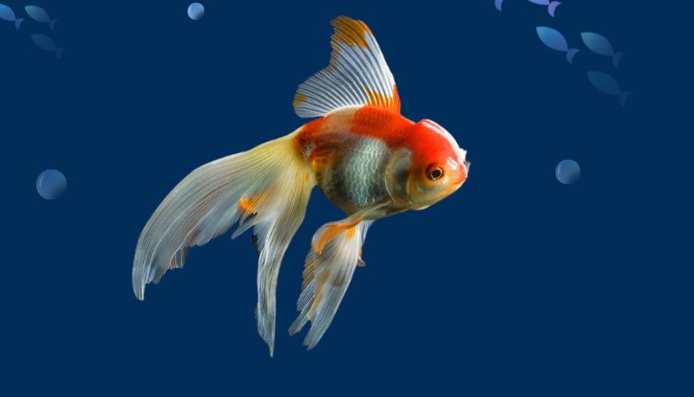 how long can goldfish live