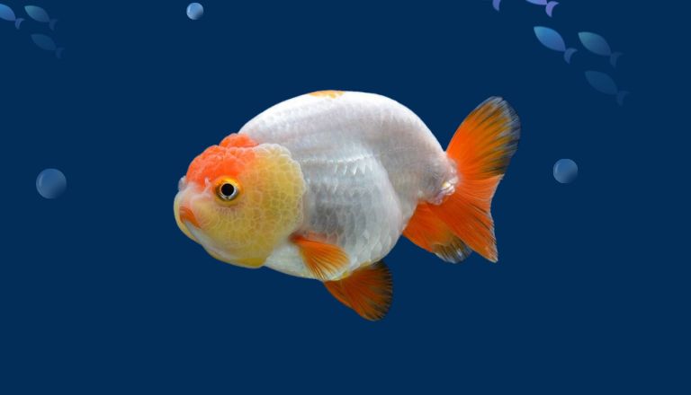 how long do goldfish live for
