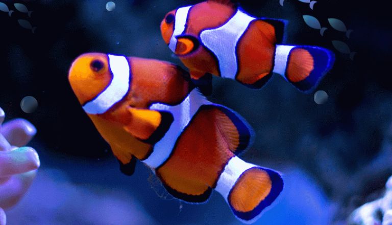 ocellaris clownfish