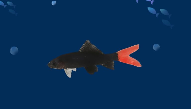 red fin shark