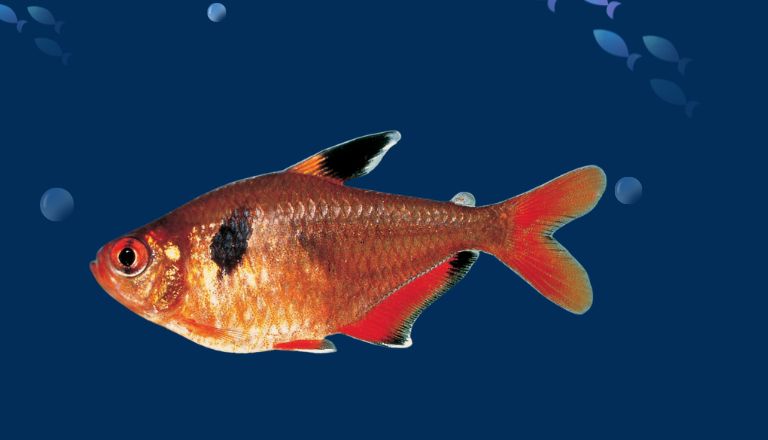 red minor tetra