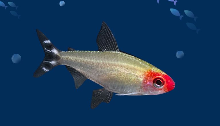 Rummy Nose Tetra Size