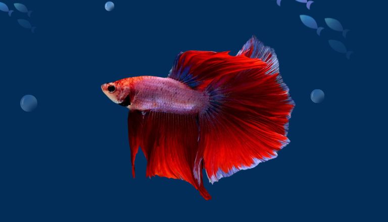 siamese fighting fish tank mates