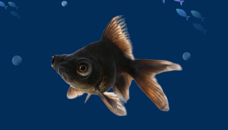 Black Moor Goldfish