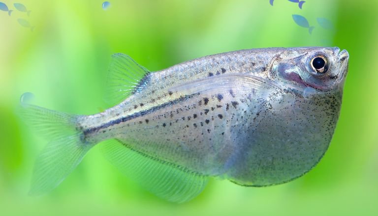 Blackwing Hatchetfish