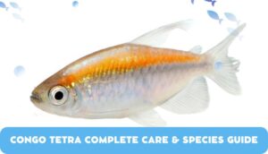 Congo Tetra