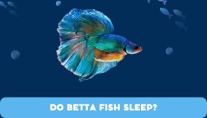 Do Betta Fish Sleep