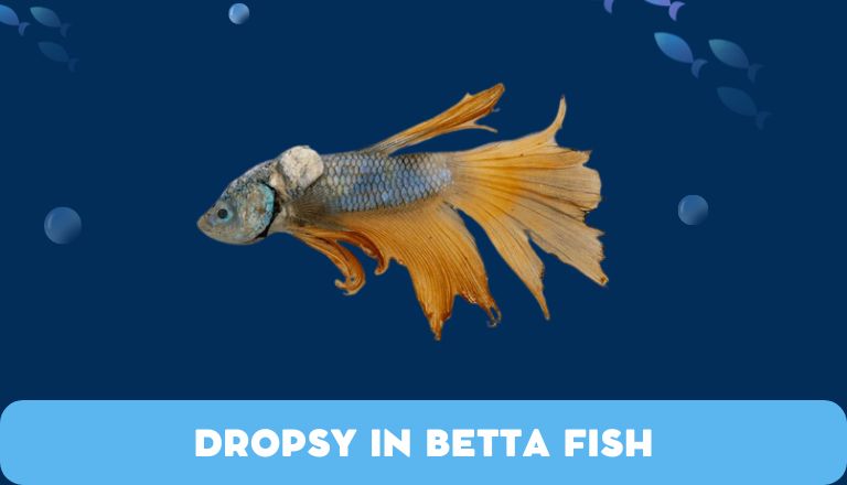 Dropsy in Betta