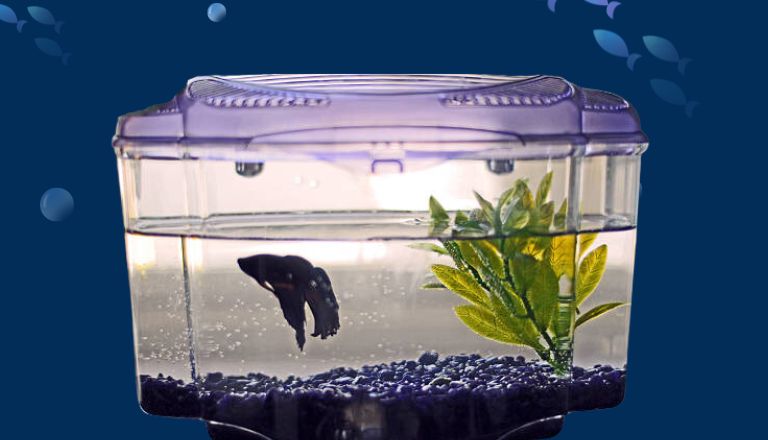 How Long to Acclimate Betta Fish