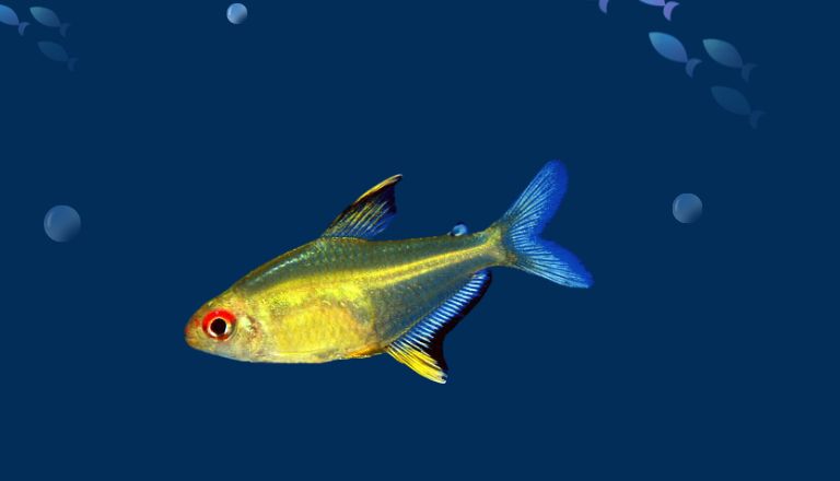 Lemon Tetra Care