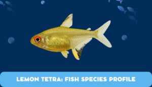 Lemon Tetra