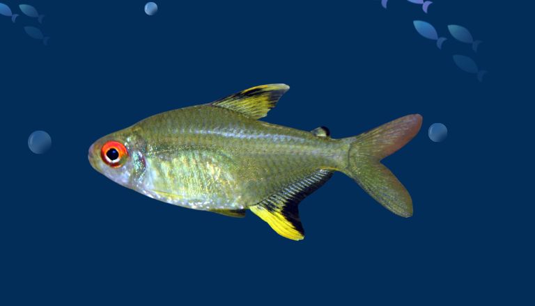 Lemon Tetra Lifespan