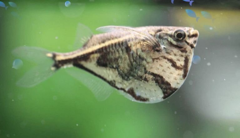 Marbled Hatchetfish