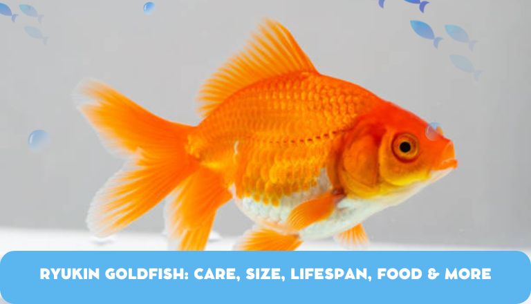 Ryukin Goldfish: Care, Size, Lifespan, Food & More