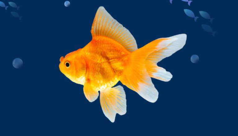 Ryukin Goldfish