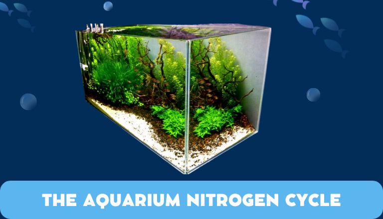 The Aquarium Nitrogen Cycle: Proven Methods For Beginners